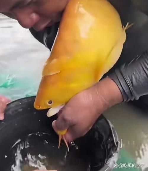 龍魚的卵是什么樣子的圖片 龍魚的卵是什么樣子的圖片 龍魚百科 第28張