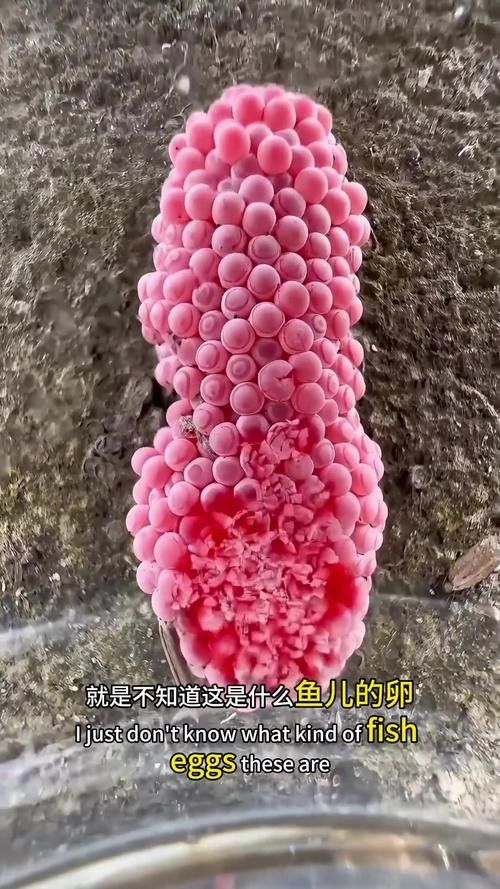 龍魚的卵是什么樣子的圖片 龍魚的卵是什么樣子的圖片 龍魚百科 第18張