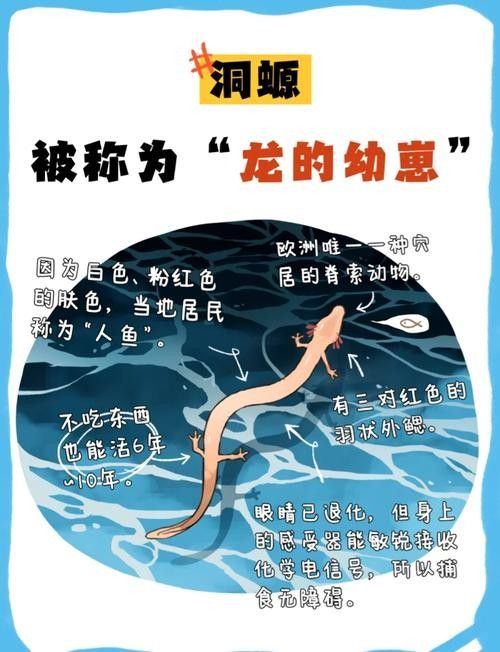 龍魚的卵是什么樣子的圖片 龍魚的卵是什么樣子的圖片 龍魚百科 第40張