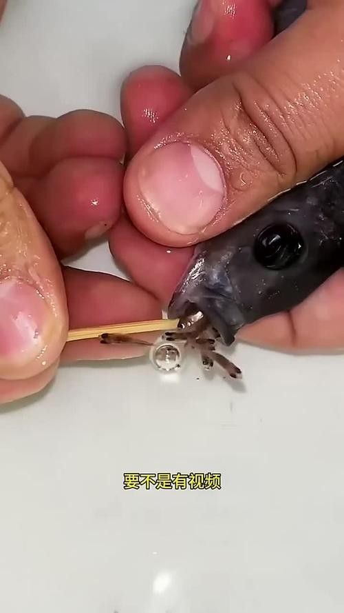 龍魚的卵是什么樣子的圖片 龍魚的卵是什么樣子的圖片 龍魚百科 第38張