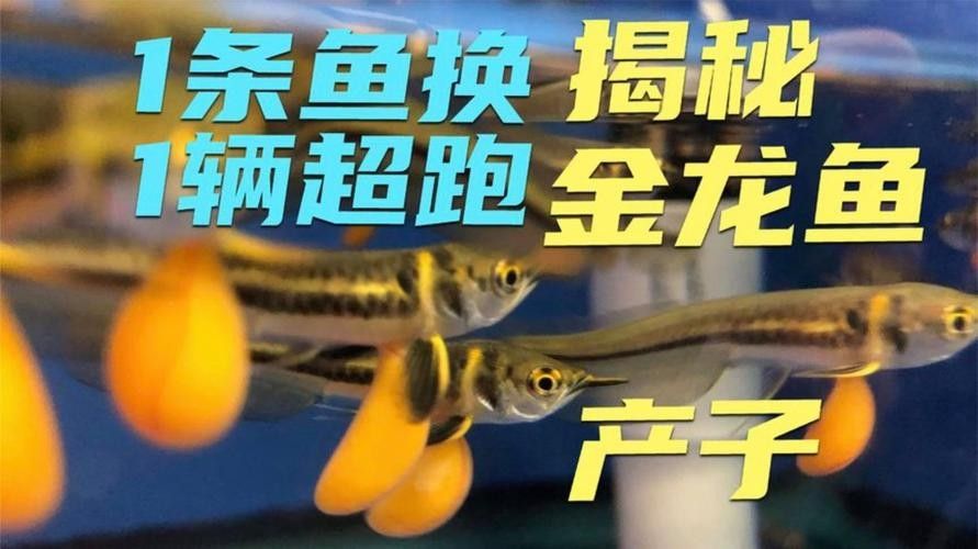 龍魚的卵是什么樣子的圖片 龍魚的卵是什么樣子的圖片 龍魚百科 第39張