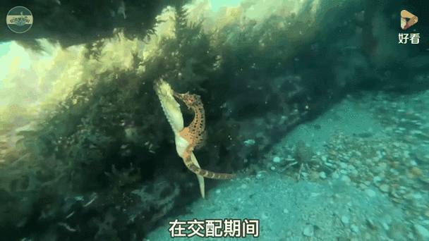 龍魚的卵是什么樣子的圖片 龍魚的卵是什么樣子的圖片 龍魚百科 第43張