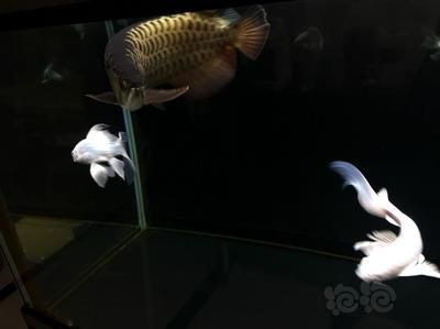 龍魚晚上睡覺嗎：龍魚什么時候睡覺