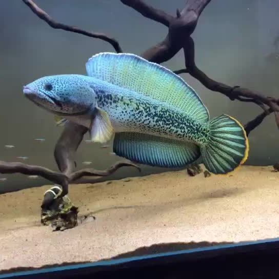 雷龍魚可以長多長