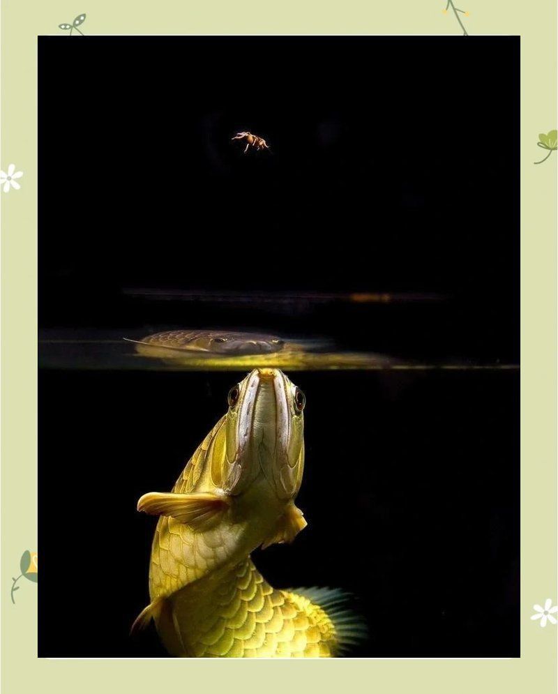 金龍魚俗稱什么魚