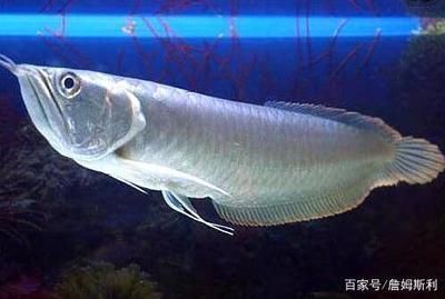龍魚可以和黃頭龜混養嗎：龍魚與黃頭龜混養的關鍵因素以確保兩種動物都能健康生活