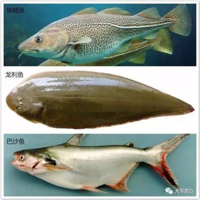 巴沙魚和龍利魚哪個營養價值高：巴沙魚和龍利魚的區別