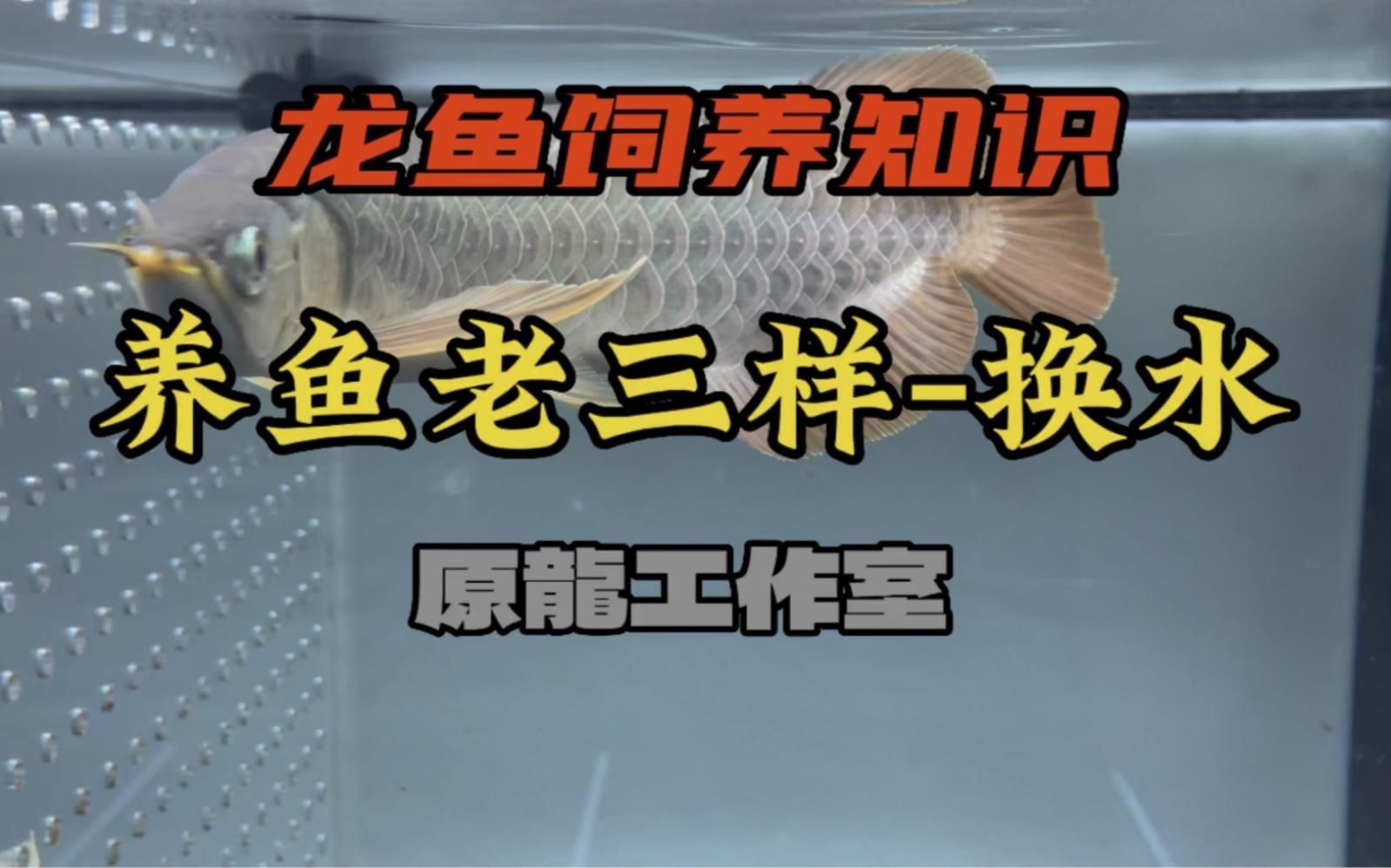 金龍魚換水的正確方法
