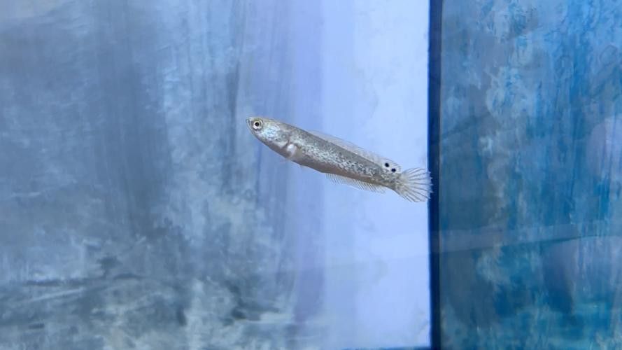 紅龍魚魚苗圖片