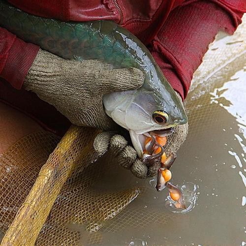 紅龍魚魚苗圖片