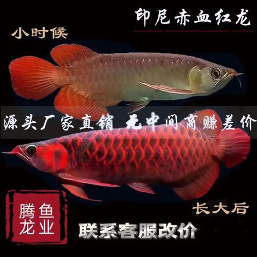 紅龍魚魚苗圖片