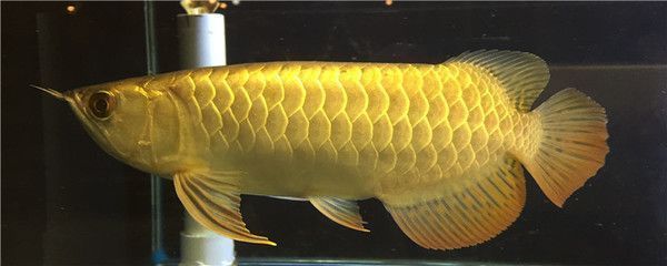 金龍魚黑底黑背好嗎能養嗎：金龍魚是否適合在黑底黑背的環境中養殖