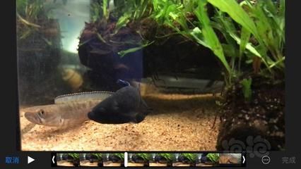 奶茶雷龍魚飼養(yǎng)方法和技巧：奶茶雷龍魚的飼養(yǎng)技巧,