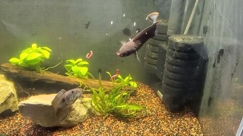 奶茶雷龍魚飼養(yǎng)方法和技巧：奶茶雷龍魚的飼養(yǎng)技巧,