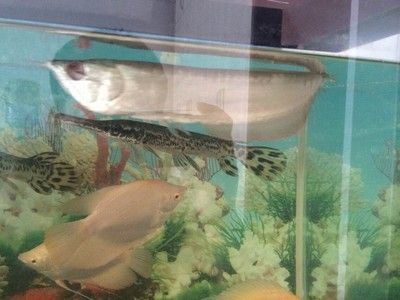 銀龍魚眼睛白化（銀龍魚眼睛白化可能由哪些因素引起？）