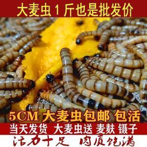金龍魚吃面包蟲還是大麥蟲好：金龍魚吃面包蟲和大麥蟲都不是理想的金龍魚食物選擇 金龍魚吃面包蟲還是大麥蟲好：金龍魚吃面包蟲和大麥蟲都不是理想的金龍魚食物選擇 龍魚百科 第6張