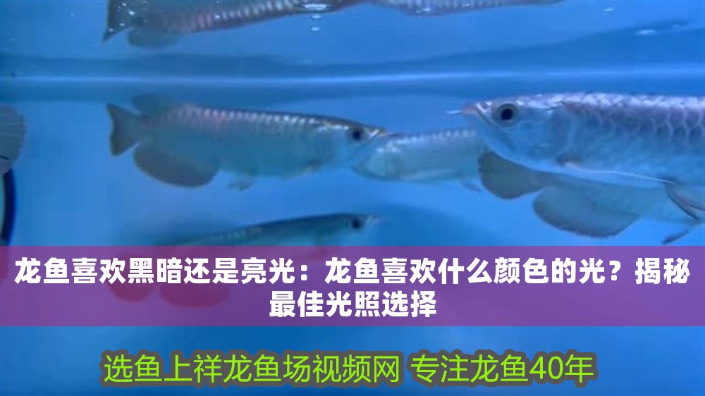 龍魚喜歡黑暗還是亮光：龍魚喜歡什么顏色的光？揭秘最佳光照選擇