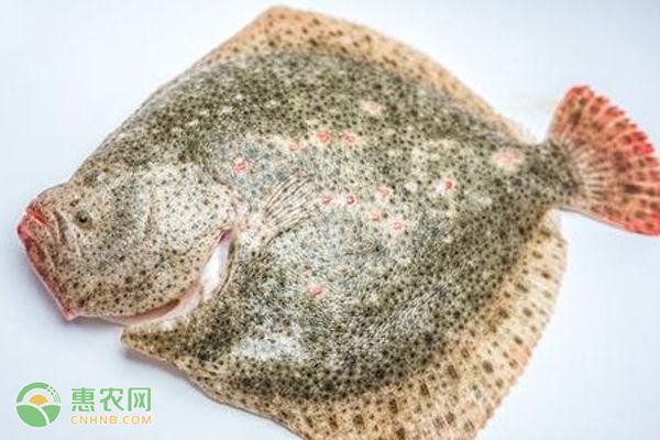 龍魚喜歡黑暗還是亮光：龍魚喜歡什么顏色的光？揭秘最佳光照選擇