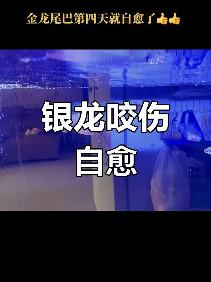 龍魚咬尾可以自愈嗎？