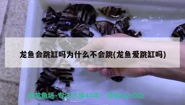 龍魚會跳缸嗎為什么會死掉：關于龍魚跳缸的問題 龍魚會跳缸嗎為什么會死掉：關于龍魚跳缸的問題 龍魚百科 第3張