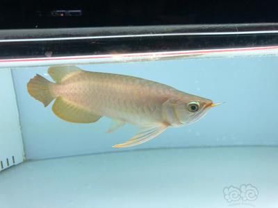 為什么龍魚老是跳缸怎么回事：龍魚為什么會(huì)跳缸？