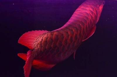 紅龍魚畫作，紅龍魚畫作的詳細信息 紅龍魚畫作，紅龍魚畫作的詳細信息 龍魚百科 第2張