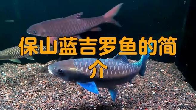 藍吉羅魚屬于什么檔次