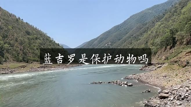 藍吉羅魚屬于什么檔次