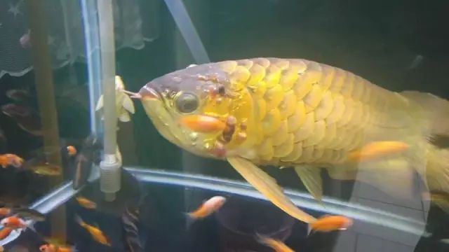 龍魚翻肚還能恢復(fù)嗎：龍魚翻肚能否恢復(fù)取決于翻肚的原因和飼養(yǎng)者的急救措施