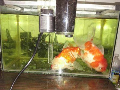 魚缸過濾泵功率選擇，如何維護魚缸過濾泵品牌推薦