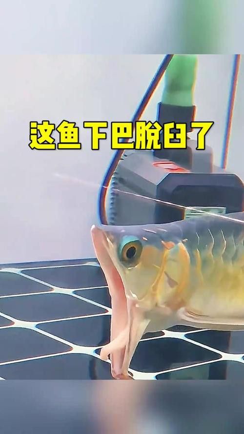 金龍魚張嘴是什么原因呢圖片