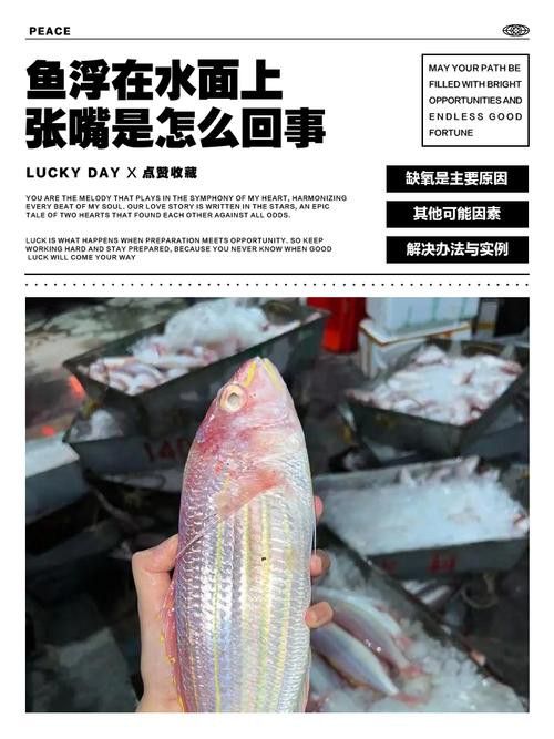 金龍魚張嘴是什么原因呢圖片