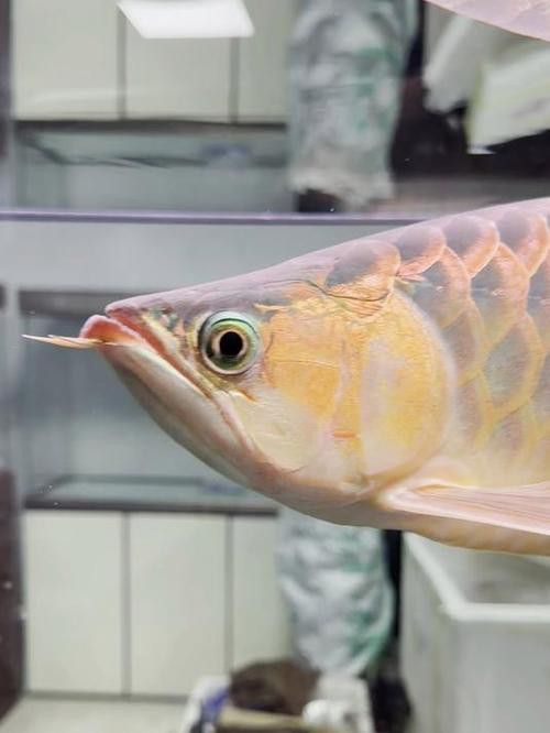 金龍魚張嘴是什么原因呢圖片