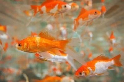 龍魚養幾條最招財：如何通過養龍魚來招財旺運