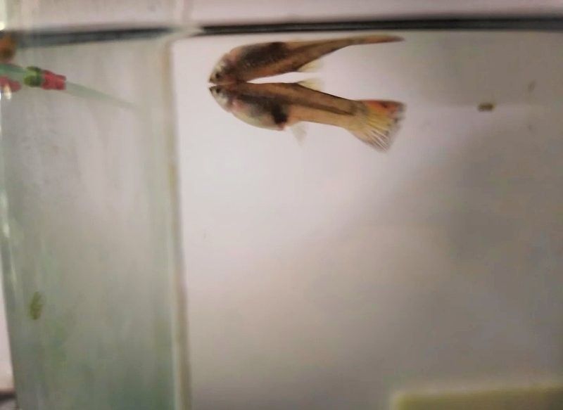 龍魚脫肛后多久會自愈？