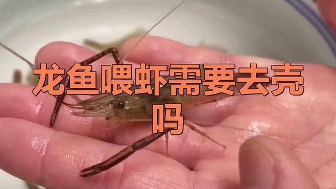 蝦殼需要如何處理才能喂給紅龍魚？