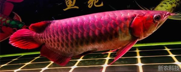 紅龍魚公魚漂亮還是母魚漂亮呢，如何辨別紅龍魚性別 紅龍魚公魚漂亮還是母魚漂亮呢，如何辨別紅龍魚性別 龍魚百科 第1張