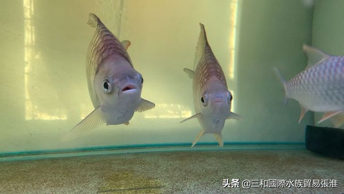 檸檬鯽（檸檬鯽在水族市場上有一定的需求，在高端水族市場上有一定的需求） 檸檬鯽（檸檬鯽在水族市場上有一定的需求，在高端水族市場上有一定的需求） 龍魚百科 第1張