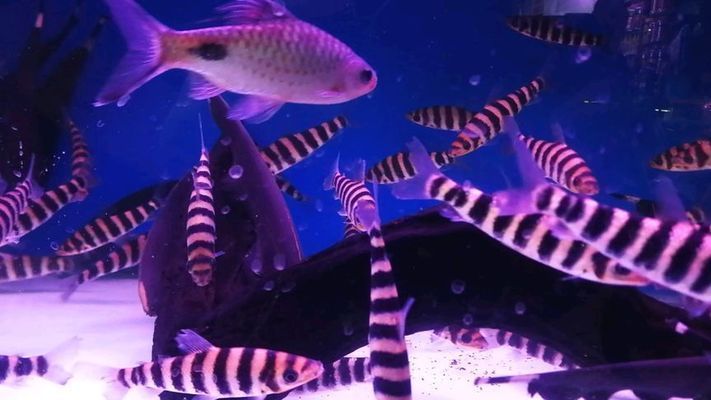 檸檬鯽（檸檬鯽在水族市場上有一定的需求，在高端水族市場上有一定的需求） 檸檬鯽（檸檬鯽在水族市場上有一定的需求，在高端水族市場上有一定的需求） 龍魚百科 第3張