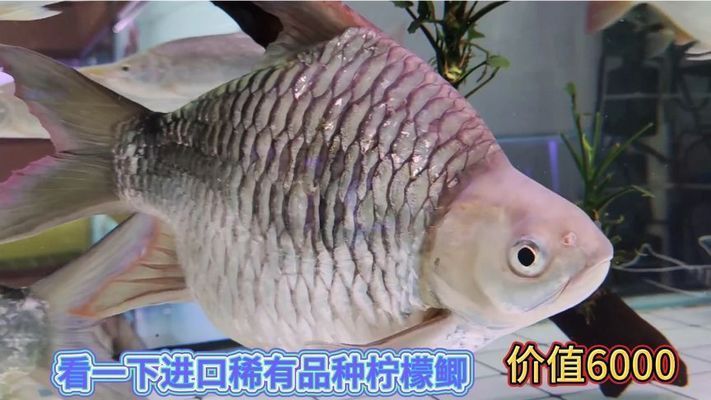 檸檬鯽（檸檬鯽在水族市場上有一定的需求，在高端水族市場上有一定的需求） 檸檬鯽（檸檬鯽在水族市場上有一定的需求，在高端水族市場上有一定的需求） 龍魚百科 第4張