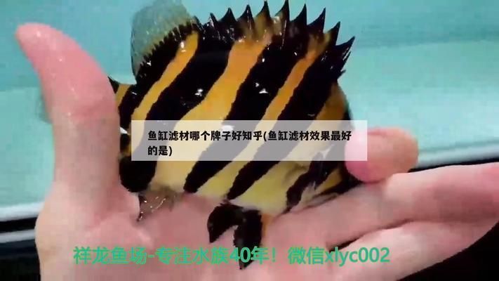 龍魚濾材推薦品牌排行榜：龍魚濾材使用維護指南龍魚濾材使用維護指南