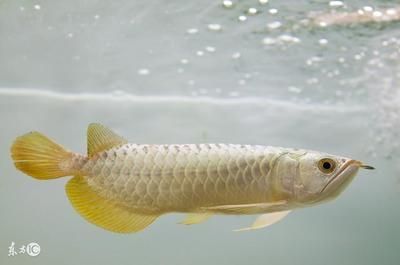 鑒別金龍魚的品質需要綜合考慮多個方面的因素，金龍魚怎么辨別好壞的：如何區分金龍魚的品質