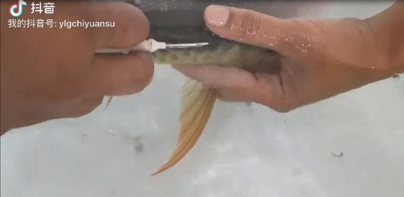 龍魚芯片怎么掃描出來的 龍魚芯片怎么掃描出來的 龍魚百科 第1張