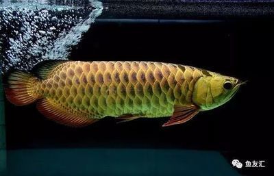 龍魚吃到嘴里又吐出來是怎么回事：龍魚吃到嘴里又吐出來可能是由多種原因引起的 龍魚吃到嘴里又吐出來是怎么回事：龍魚吃到嘴里又吐出來可能是由多種原因引起的 龍魚百科 第1張