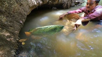 野生金龍魚生活在哪里（野生金龍魚廣泛分布于東南亞地區） 野生金龍魚生活在哪里（野生金龍魚廣泛分布于東南亞地區） 龍魚百科 第2張