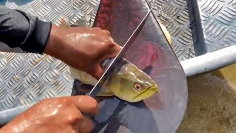 野生金龍魚生活在哪里（野生金龍魚廣泛分布于東南亞地區） 野生金龍魚生活在哪里（野生金龍魚廣泛分布于東南亞地區） 龍魚百科 第4張