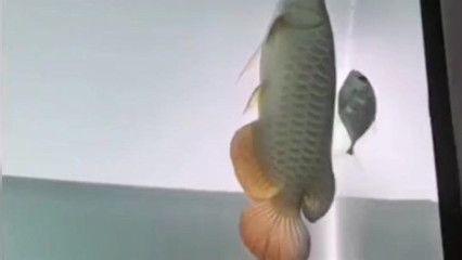 龍魚不會游泳怎么回事【導致龍魚不會游泳怎么回事】 龍魚不會游泳怎么回事【導致龍魚不會游泳怎么回事】 龍魚百科 第3張