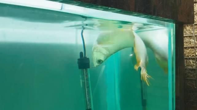 龍魚不會游泳怎么回事【導致龍魚不會游泳怎么回事】 龍魚不會游泳怎么回事【導致龍魚不會游泳怎么回事】 龍魚百科 第1張