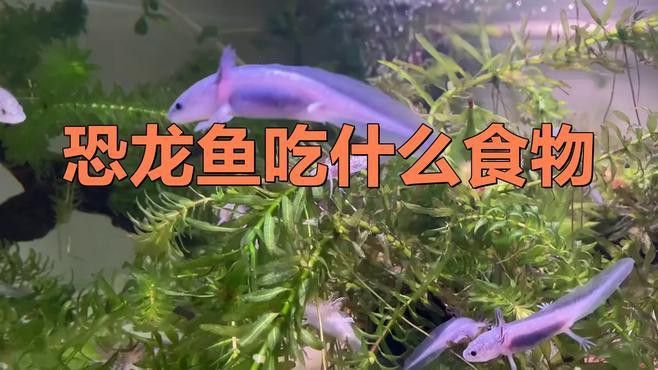 恐龍魚愛吃什么