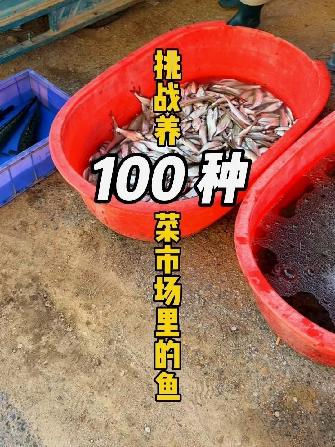 如何區(qū)分黑魚和鱸魚？ 如何區(qū)分黑魚和鱸魚？ 龍魚百科 第5張